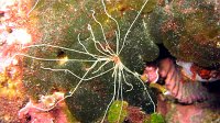 030 Polymnie (Eupolymnia sp)